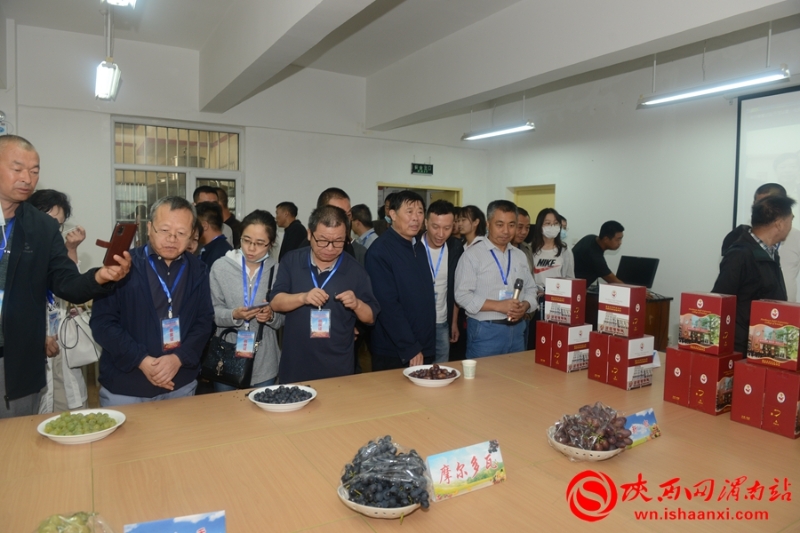 2020年全國葡萄產(chǎn)業(yè)發(fā)展學(xué)術(shù)研討會在合陽舉辦(組圖)