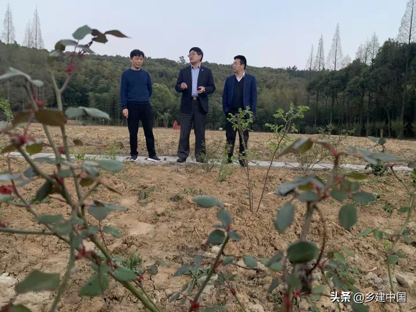 江阴市003号民宿——朝阳山庄：定山竹海里的康美基地