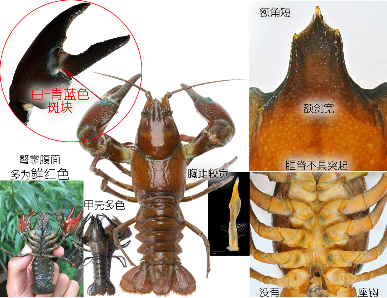 淡水小龙虾有几种品种