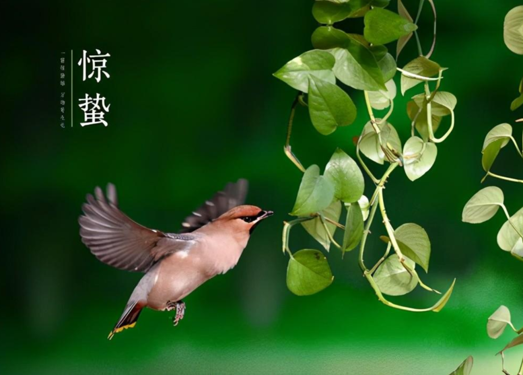 雨催惊蛰候 风作勒花开，十二首惊蛰诗词，叫醒酣睡的春天-第11张图片-非凡网