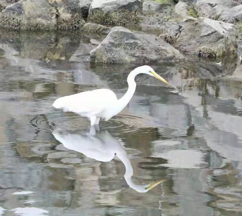 点绛唇·盛夏飞鹭