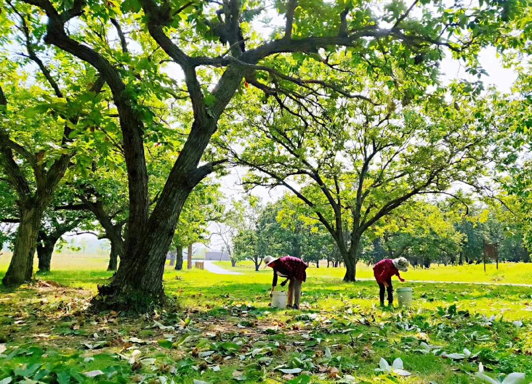 沭陽：讓花鄉(xiāng)美起來，成為美麗江蘇的美麗公園