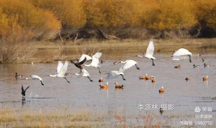 寒烟轻笼，白鹤戏水，民勤石羊河国家湿地公园宛如仙境一般