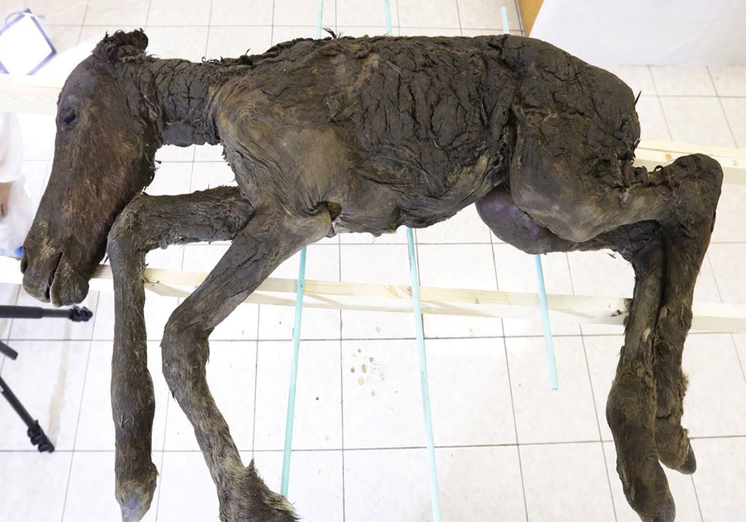 北極發現5萬年前屍體，科學家擔心永凍土鎖不住，人類該警惕