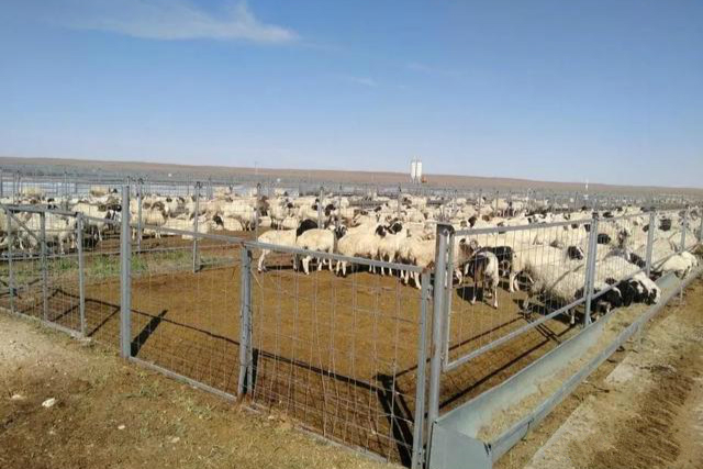 ֻɹŹֳŵйʹ񣬰Ĵǻ