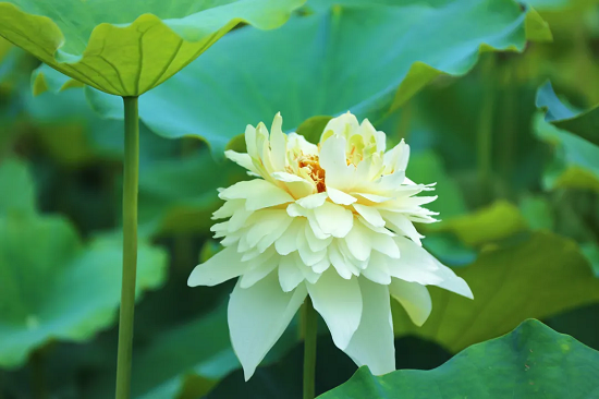 江蘇泗洪“大湖荷美 清風(fēng)蓮韻”全國(guó)書(shū)畫(huà)大賽征稿啟事