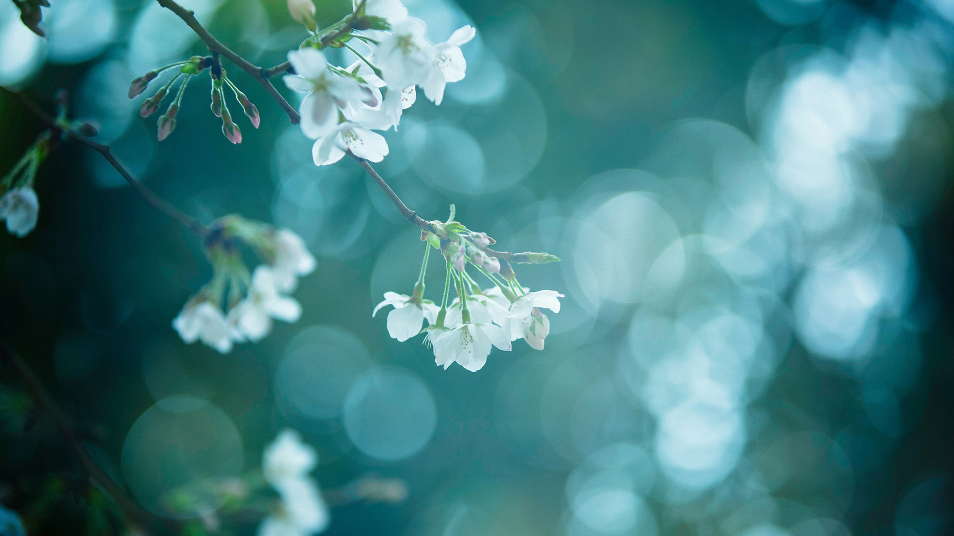 「静待春暖花开」十五张最美花朵摄影壁纸图片欣赏