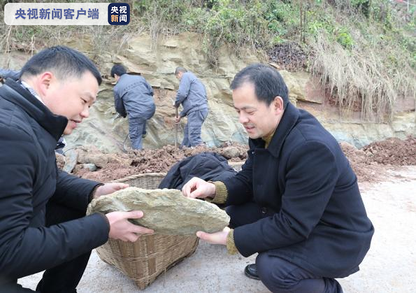 四川自贡发现距今1.6亿年恐龙化石 已运抵自贡恐龙博物馆