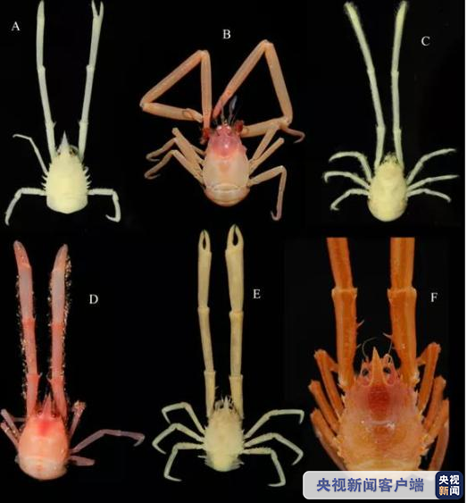 中科院海洋所發現11個深海鎧甲蝦新種 央視新聞 Mdeditor