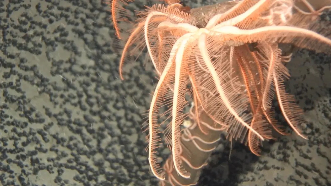 我国科学家命名并发表​的海洋生物“派大星”入选WoRMS年度“十大海洋新物种”-第1张图片-IT新视野