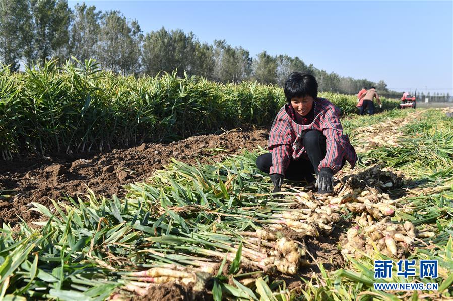 石家庄赵县：特色产业种植助农致富