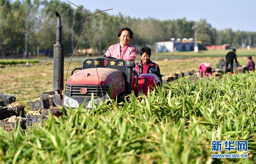 石家庄赵县：特色产业种植助农致富