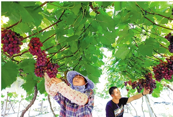 Farmer income amplitude resides complete province 10 years continuously the first place is analytic beautiful water farmer is added accept a code