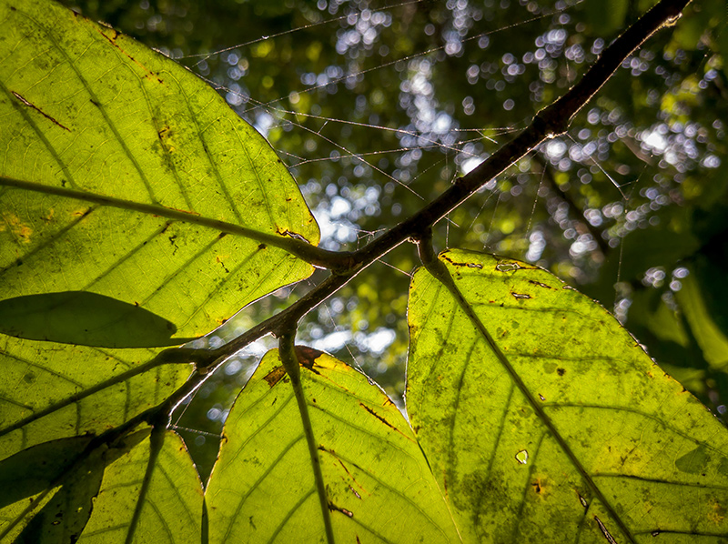 5 款诺基亚新机亮相了，其中包括那款 5 颗摄像头的 Nokia 9 PureView