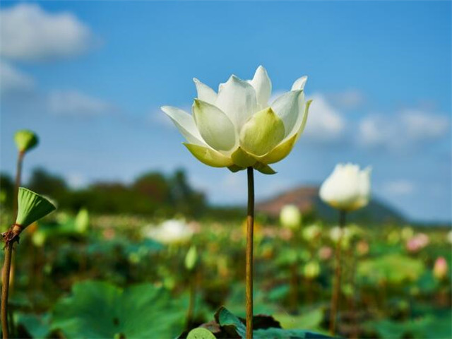 享受赏花的心情短语  一句话形容看花的心情说说图片