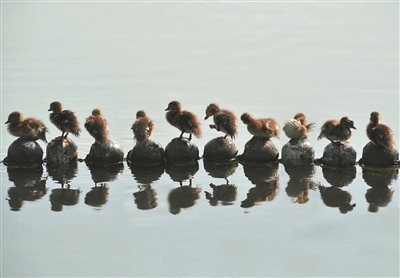 71 an affectionate couple are born in the west lake this year, died 18, majority is to be maintained dead! Sliver comes is bowel of melon seeds, ham, potato completely piece! 