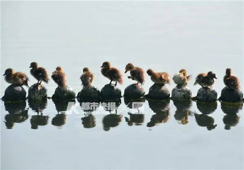 71 an affectionate couple are born in the west lake this year, died 18, majority is to be maintained dead! Sliver comes is bowel of melon seeds, ham, potato completely piece! 