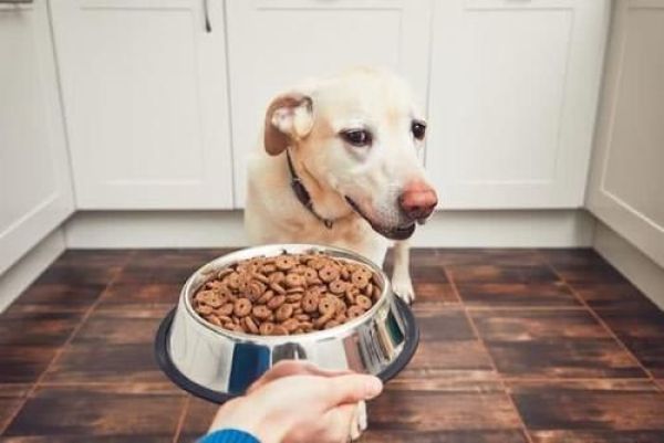 狗狗食欲不好，总是不吃饭会死吗？如何纠正狗狗挑食的坏习惯？