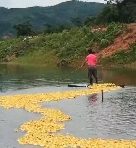 相邻两家鸭子每天自动组队出门，主人故意少放3只，鸭子竟一直等