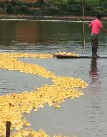 相邻两家鸭子每天自动组队出门，主人故意少放3只，鸭子竟一直等