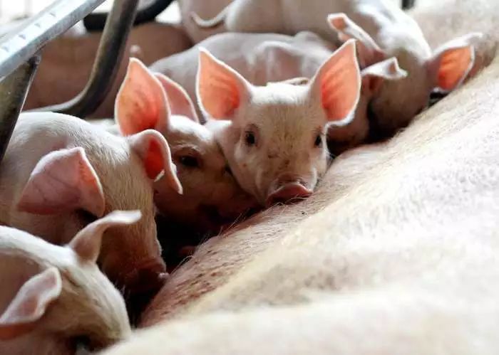 生猪生产恢复“路线图”：广东、浙江、福建等地自给率需达70%左右