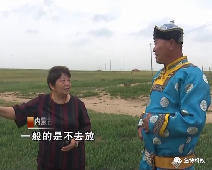 这样生长的草原羊就是优秀