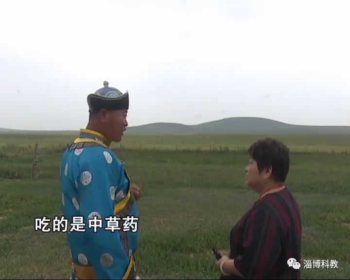 这样生长的草原羊就是优秀