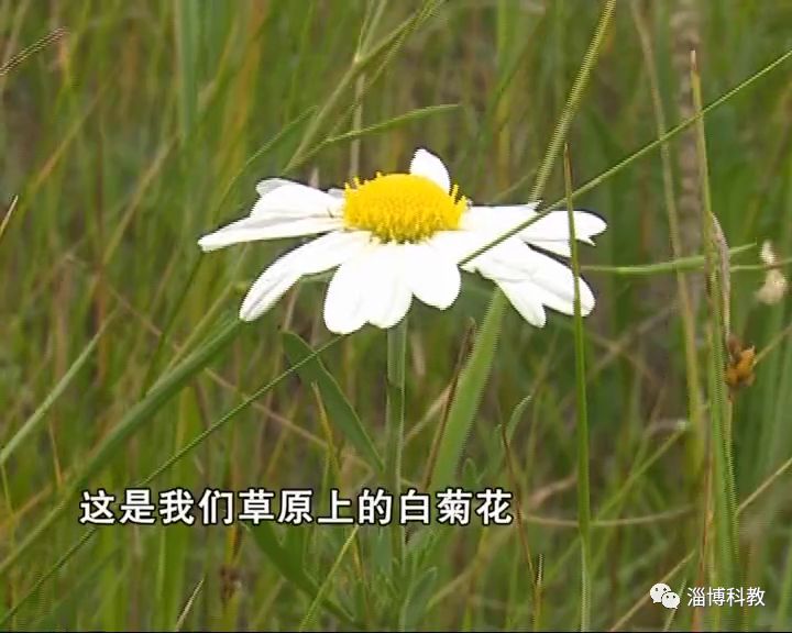 这样生长的草原羊就是优秀