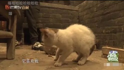 6岁Jasper被夸会做人：成人世界油腻的“高情商”，才配不上他