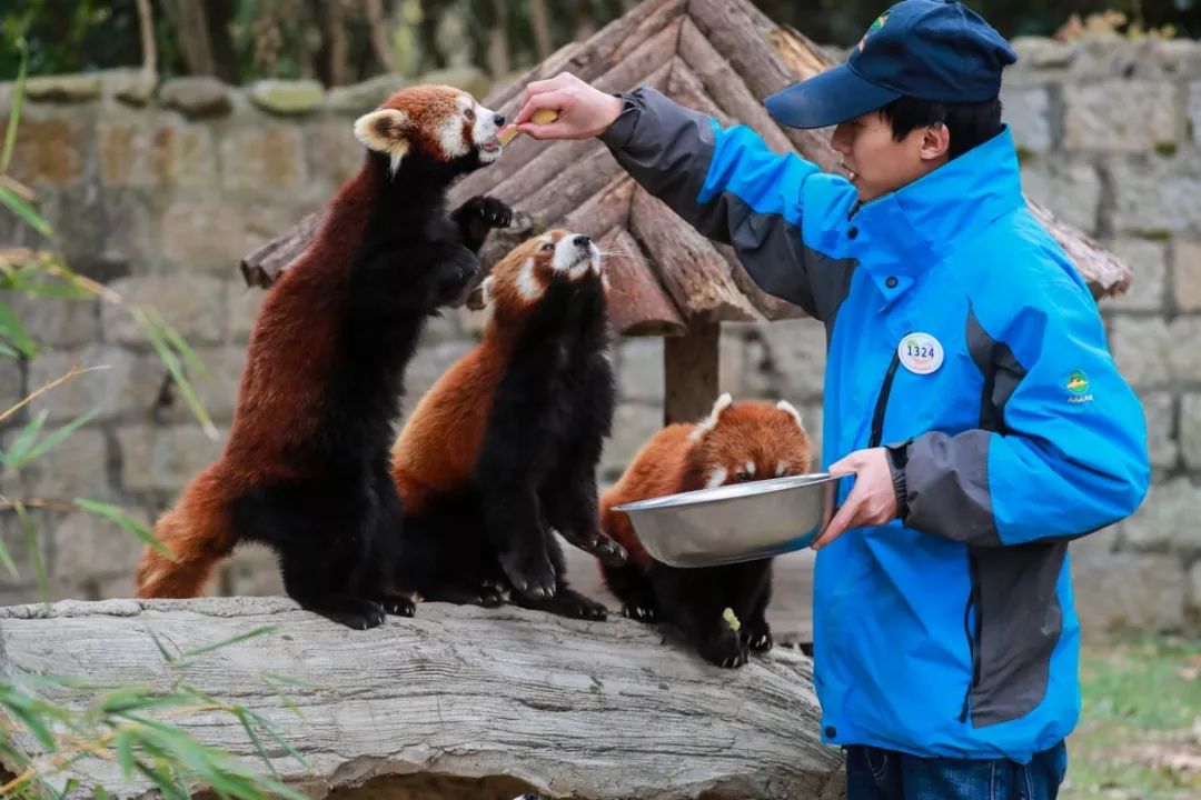 攻略‖赶紧收好上海野生动物园最新游园攻略
