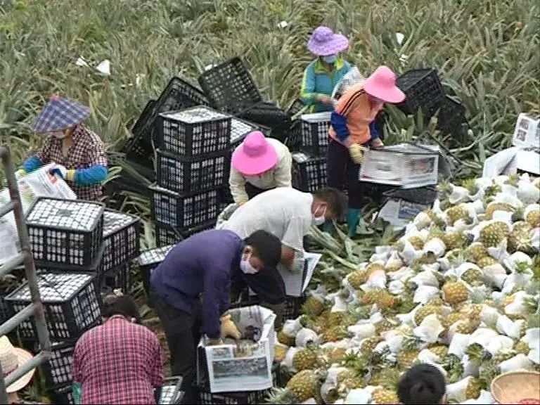Dragon rolls pineapple to pluck busy appear on the market, neither of epidemic prevention rush in the harvest by accident