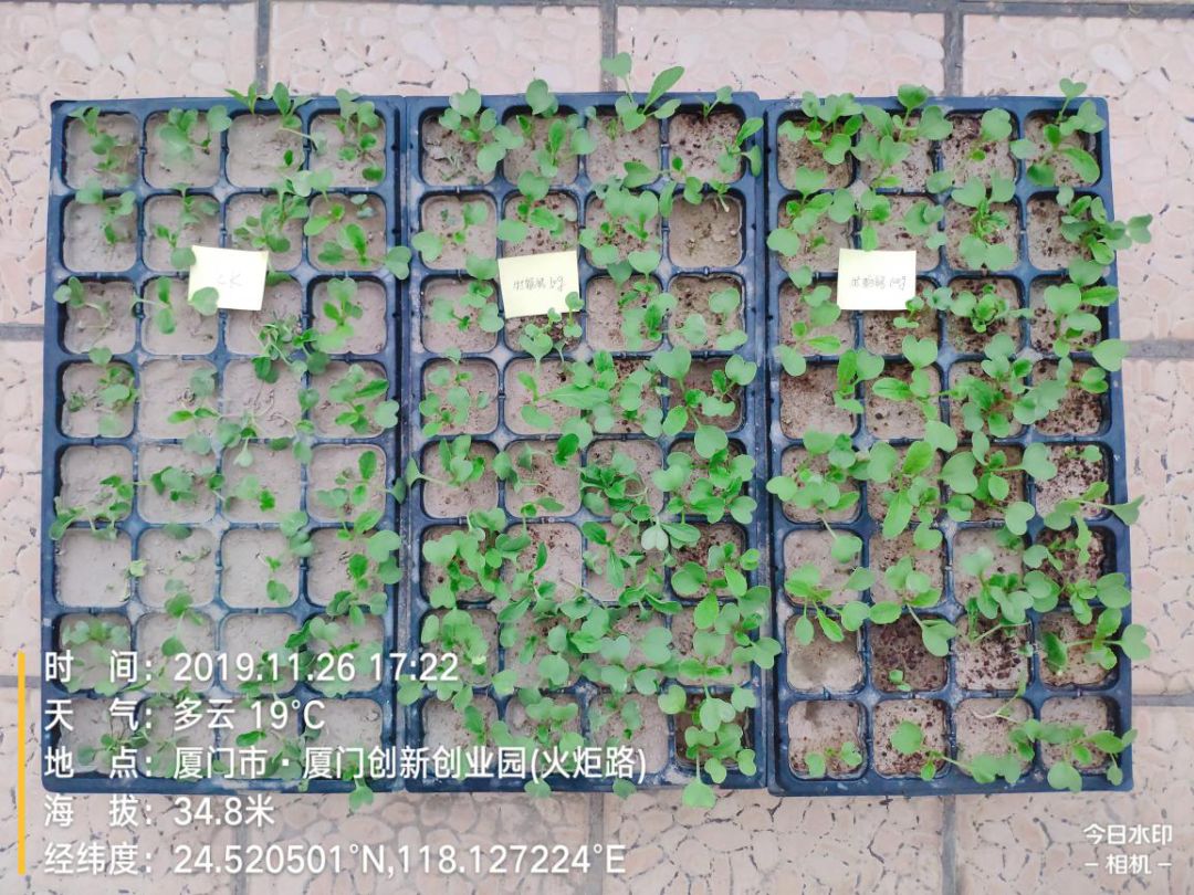 关注 | 大量试验效果图告诉你，为啥作物要用牡蛎钙