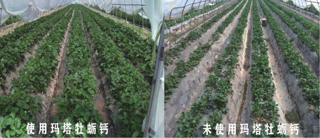 关注 | 大量试验效果图告诉你，为啥作物要用牡蛎钙