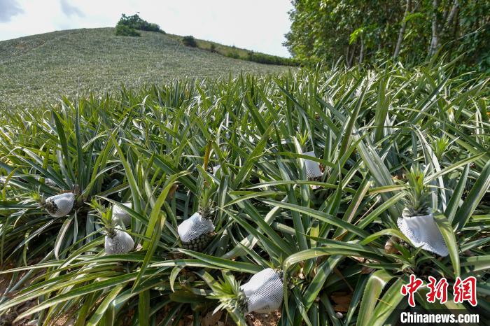 Below the line on the line " combine a fist " Hainan " the countryside of pineapple " broken solution is slow-moving difficult problem