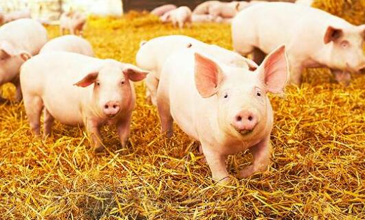 多家猪企披露销售数据 温氏股份去年猪肉销售近400亿