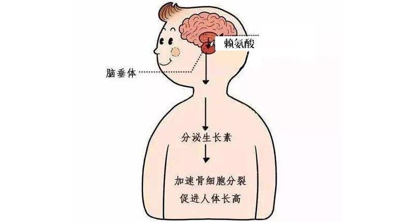 五维赖氨酸带您了解身高增长的秘密：生长激素