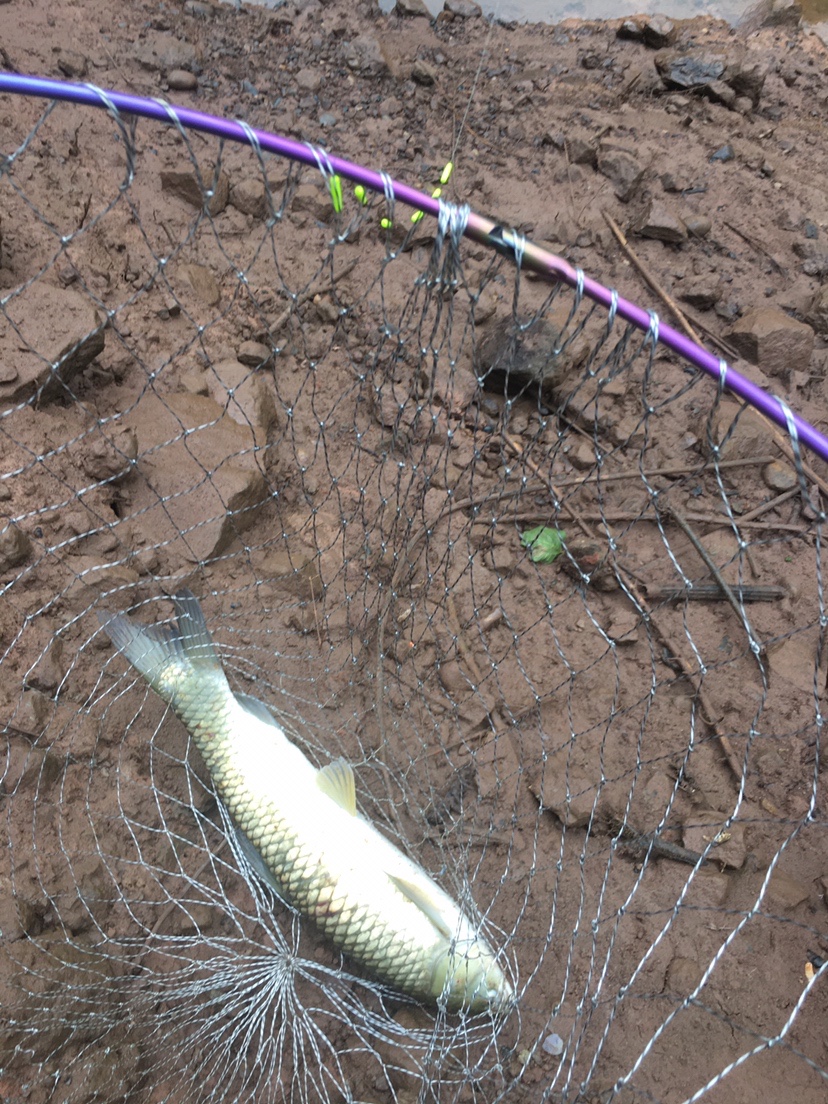 如何正确认识流行谷麦钓法老钓鱼爱好者谈谈看法