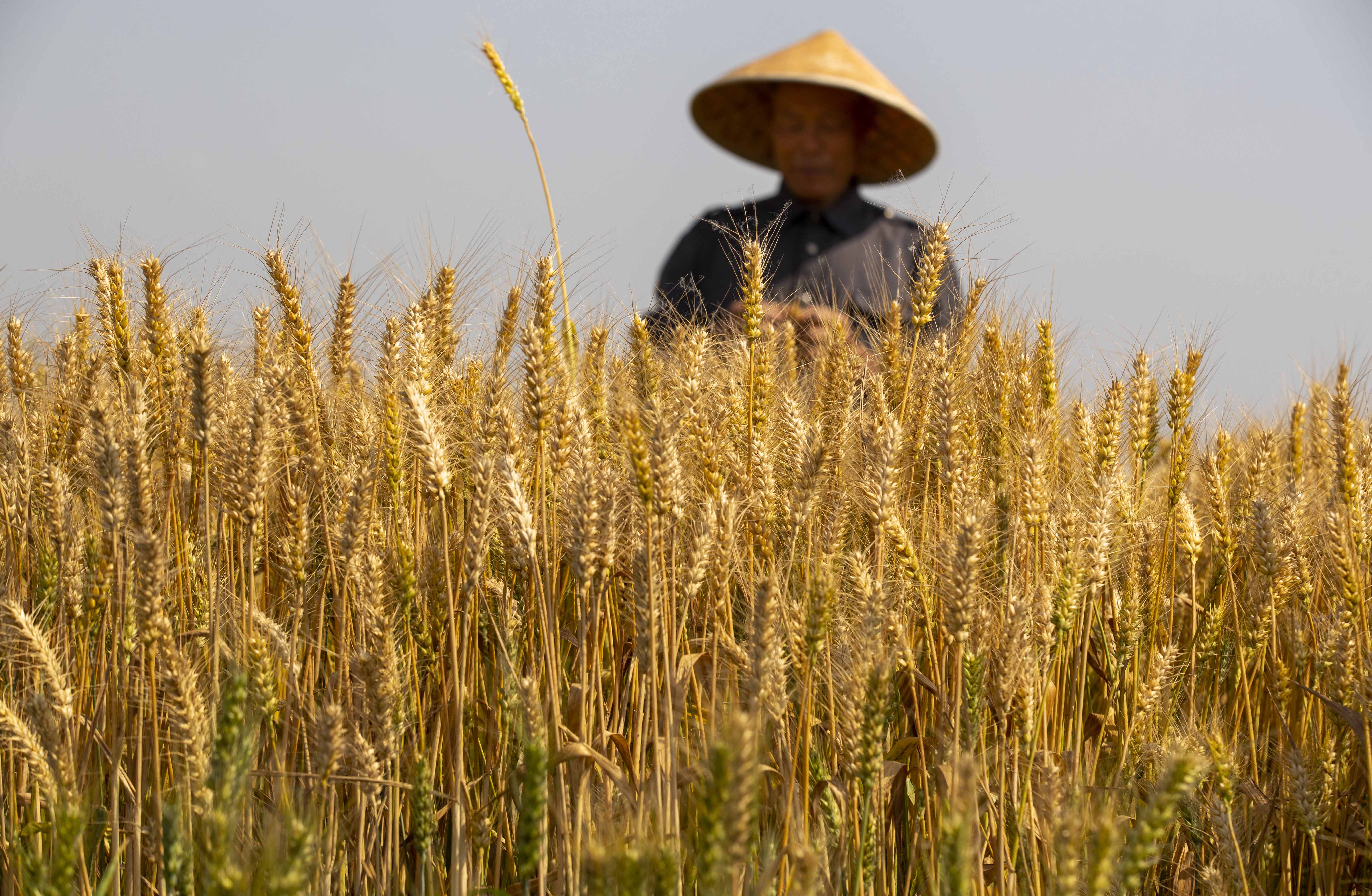 视觉江苏：小满至 泰州农民抓住时令开展农业生