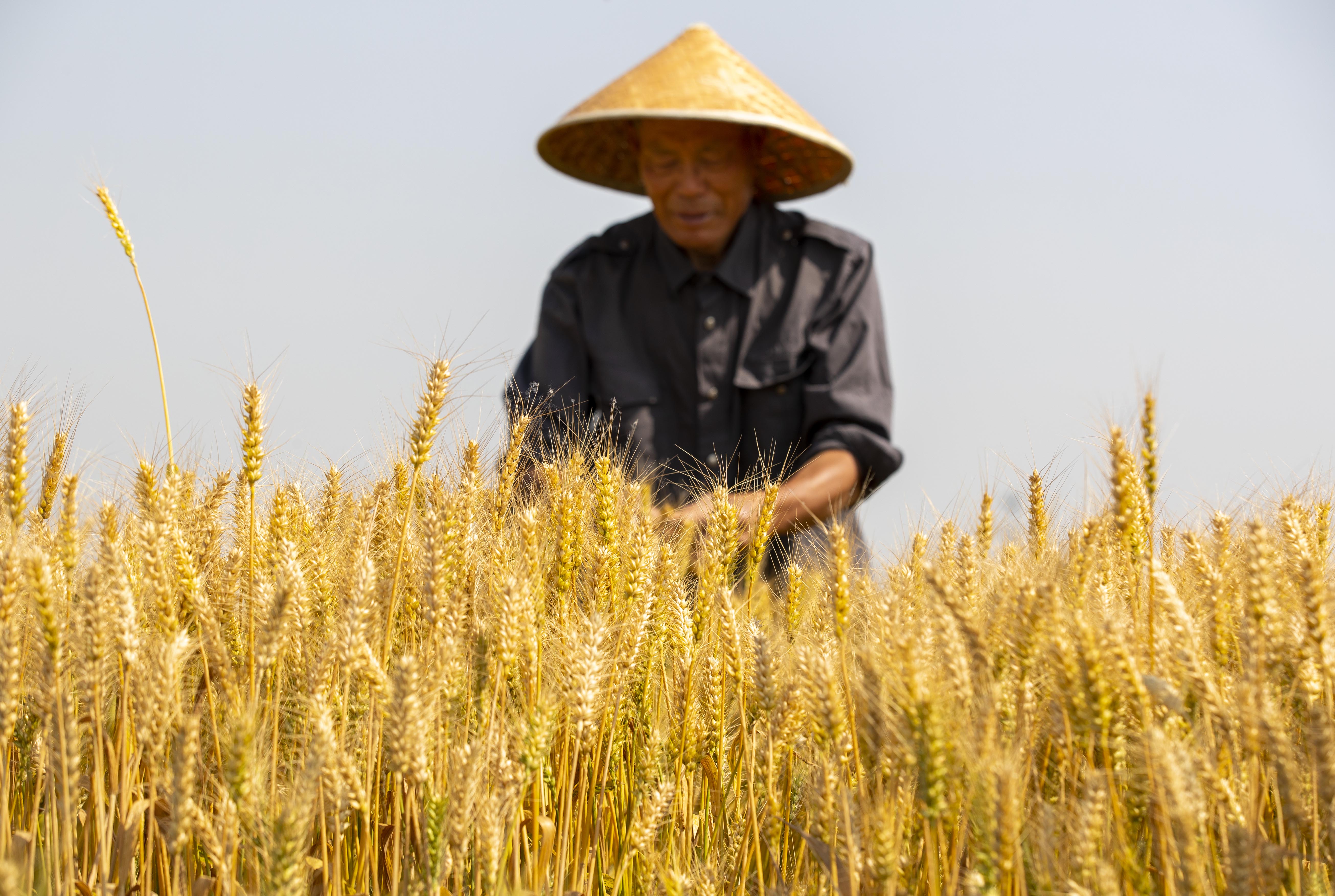 视觉江苏：小满至 泰州农民抓住时令开展农业生