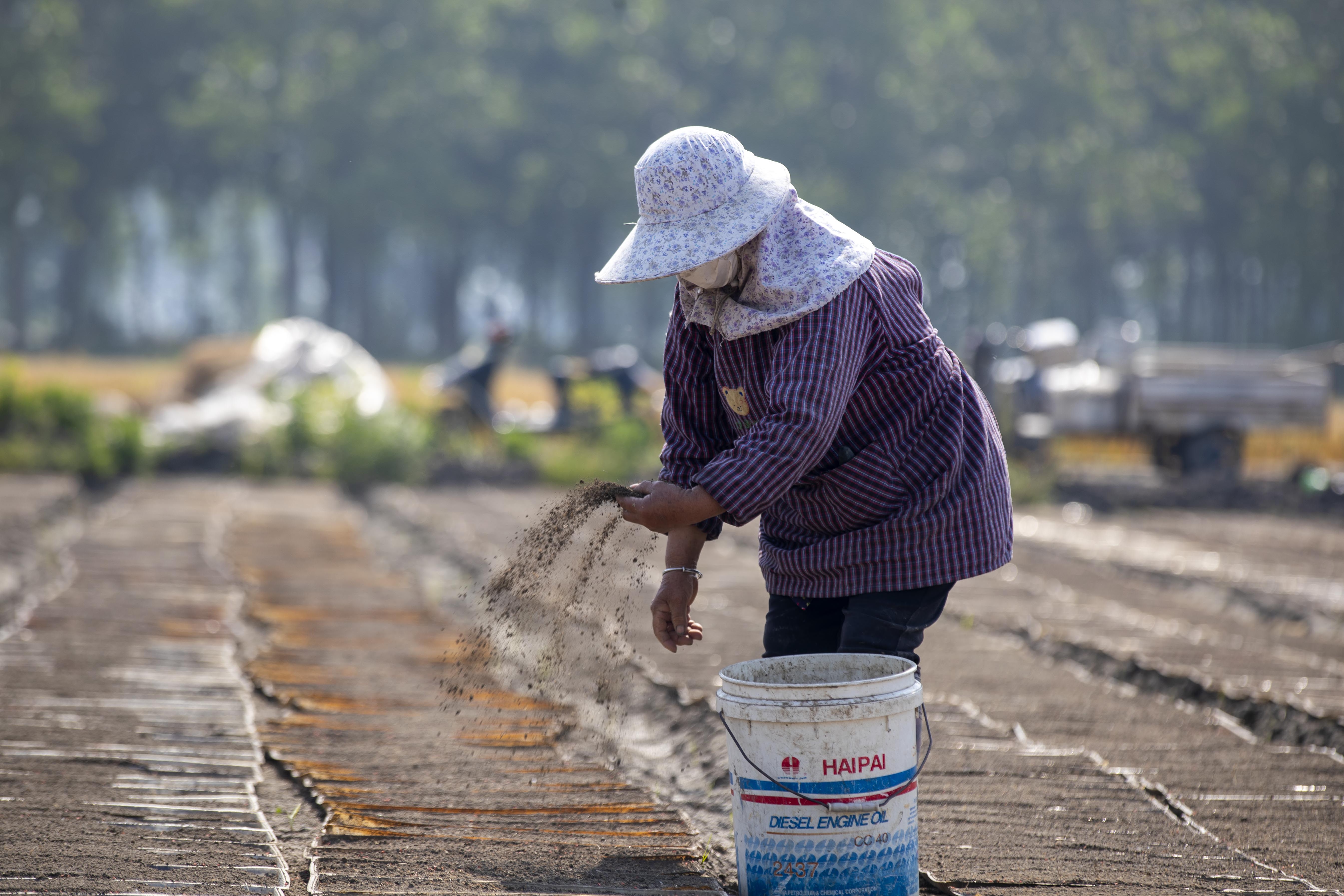视觉江苏：小满至 泰州农民抓住时令开展农业生
