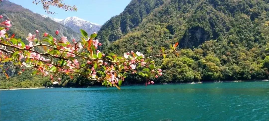 甘肃文县魅力天池文学采风作品选 | 陇上犁：天池：花树的倒影