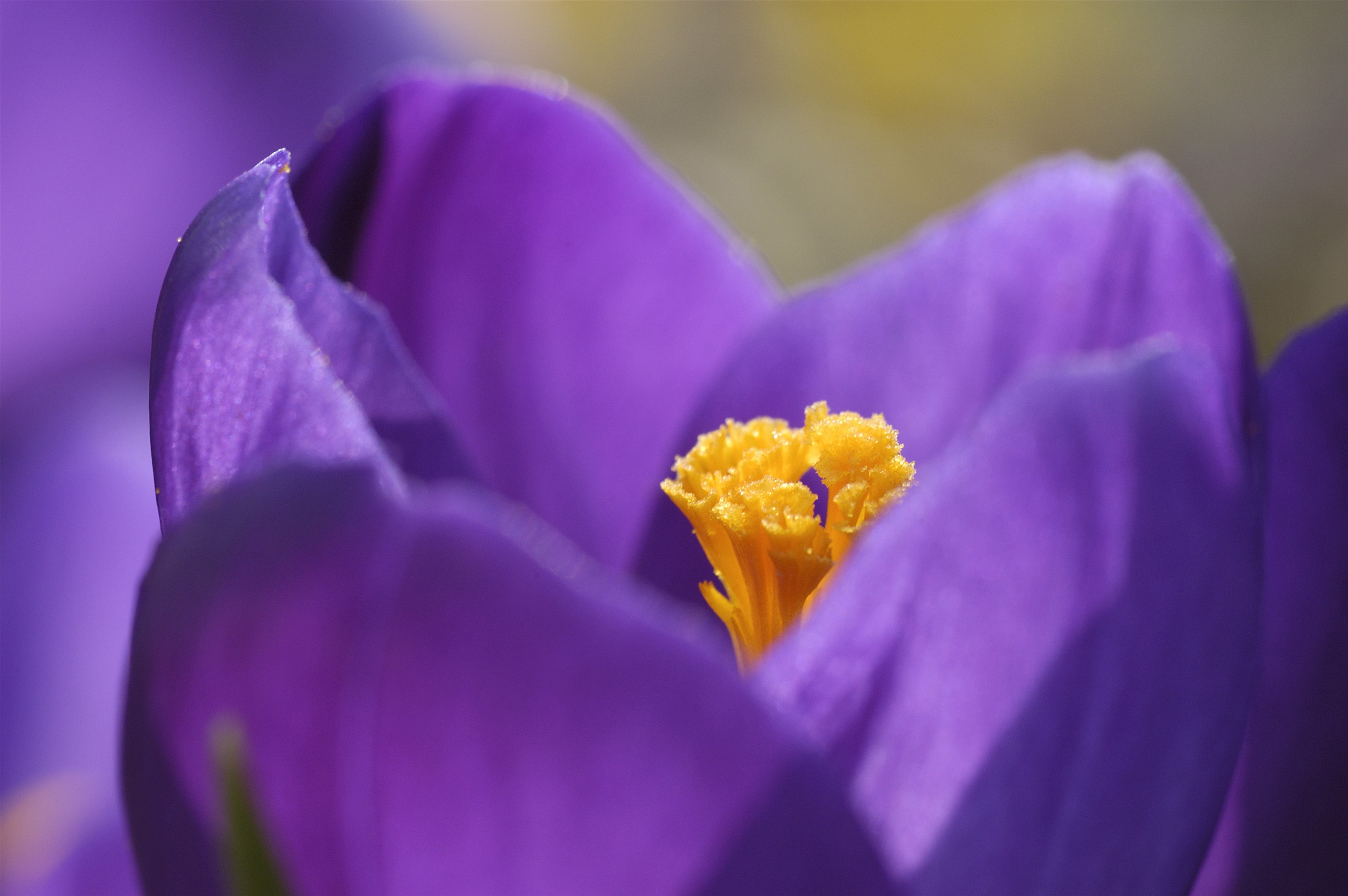 规模化盈利遥遥无期，鲜花电商还有突围的机会