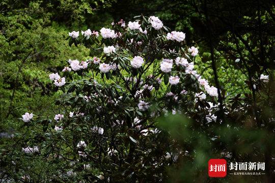 山中五月天，杜鹃花开映山红
