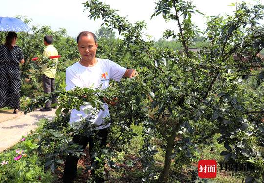自贡富顺藤椒远销江浙台湾帮助60余农户年增收