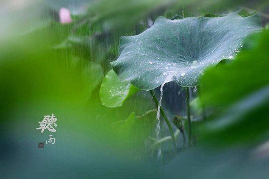 散文｜杜阳林：一生悲欢尽在听雨