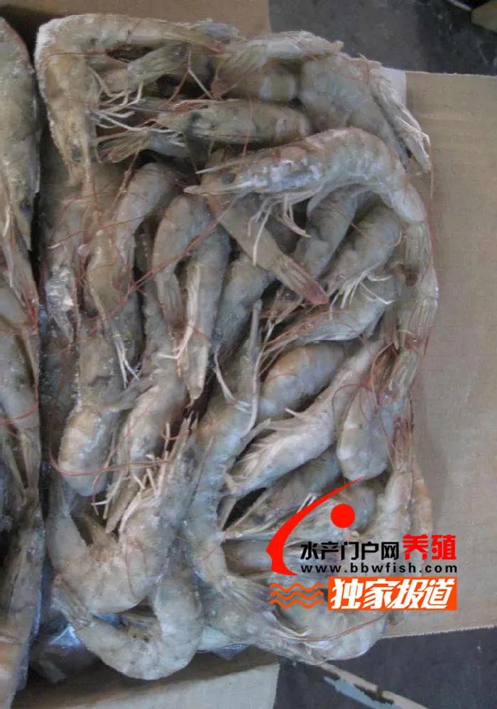 国外冻虾进口量大增，国内白虾量价齐跌，谁来