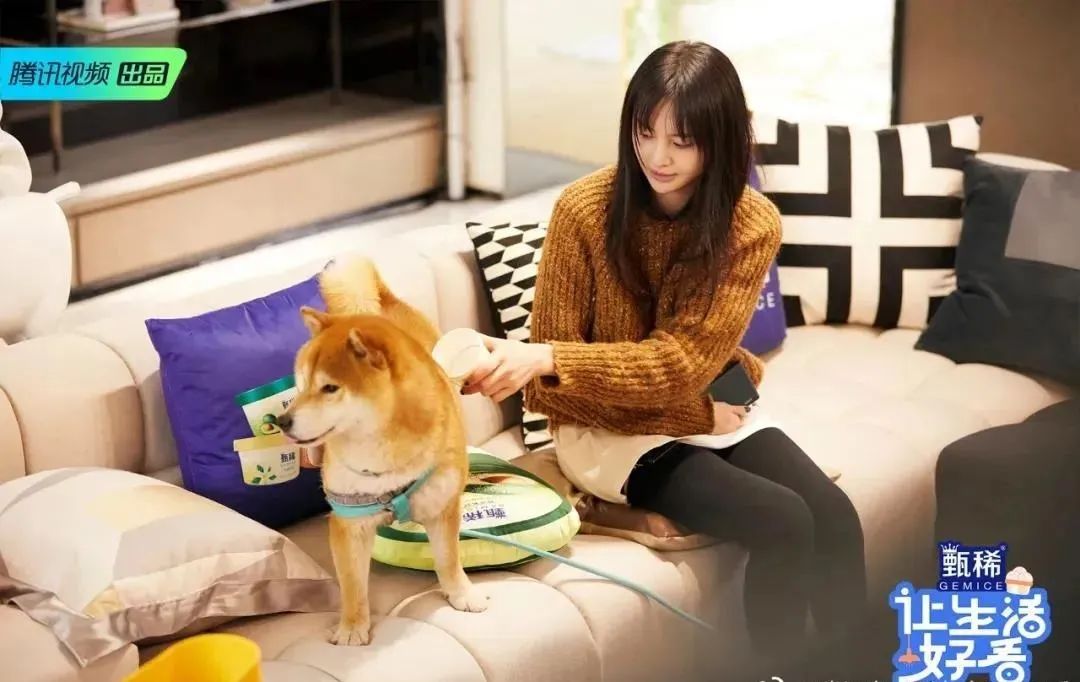 独家观察｜|独居观察类综艺集中上线，三大视频