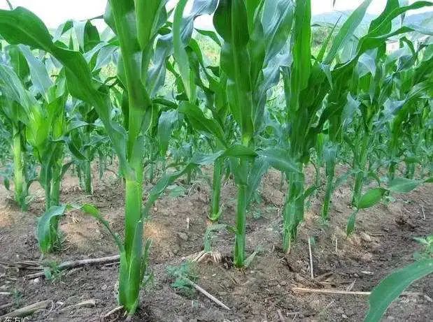 玉米此时控旺可增产30%