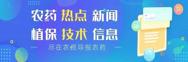 玉米此时控旺可增产30%