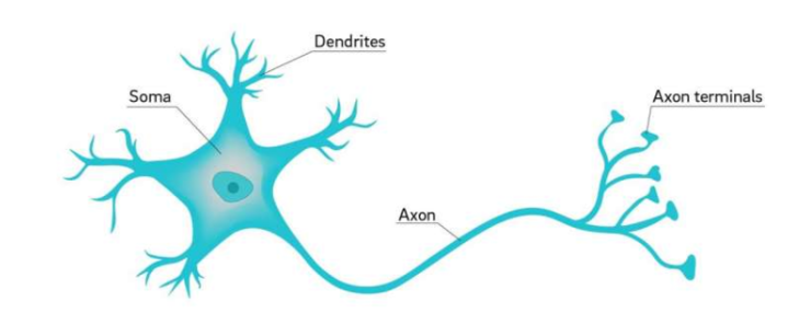 性能大提升！新型 ANN 登上《自然》子刊：清华团